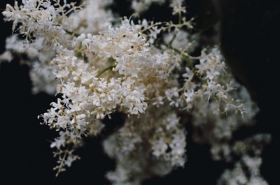 白色的花
